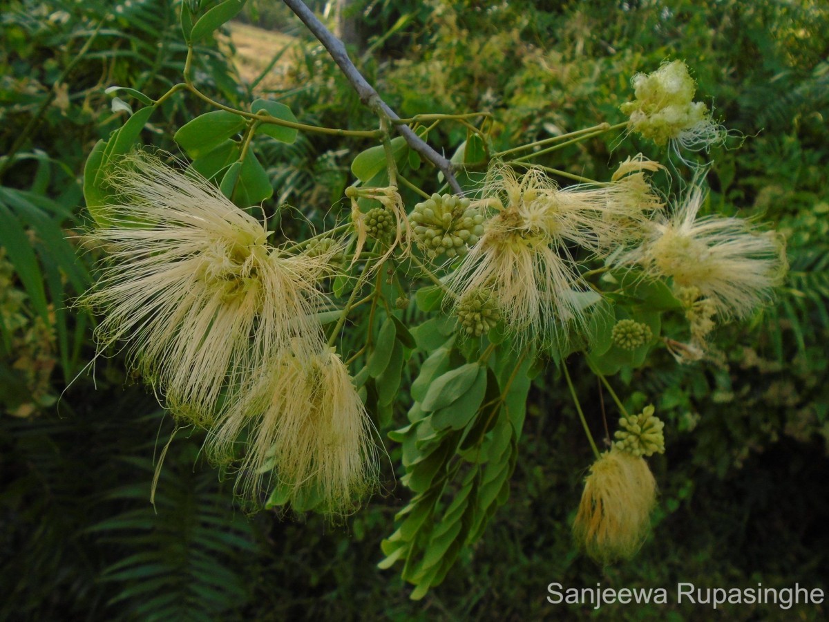 Albizia lebbeck (L.) Benth.